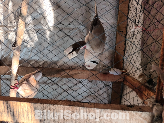 অস্ট্রেলিয়ান ঘুঘু ২ জোড়া দেশীয় ঘুঘ ১জোড়া